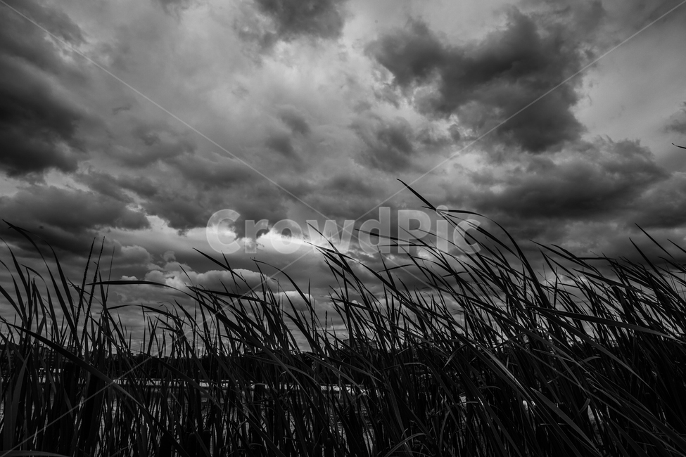 하늘,구름,부들,자연,야생,풍경,자연,풍경,nature,landscape,흑백,모노톤,monochrome,black and white,weather,날씨