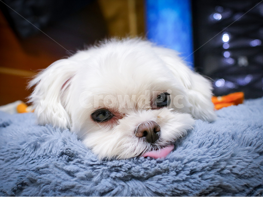 반려견,애완동물,강아지,사진,카메라촬영,동물,animal,포유류,mammal,개,강아지,dog,doggy