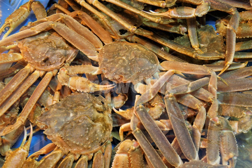 대게,해산물,자연산,해물,신선한,음식,식재료,요리,food,cook,meal,dishes,food reserves,수산물,해산물,fishery products,seafood