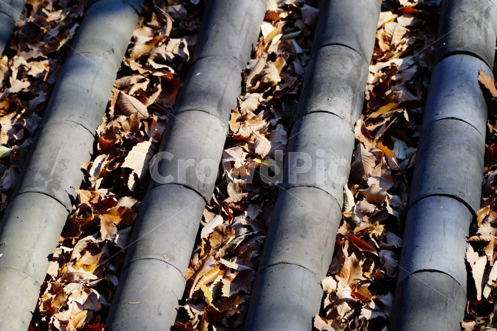 가을,fall,계절,season,autumn,낙엽,자연,nature,감성,느낌,이파리,쌀쌀한,쓸쓸한,쓸쓸하다,쌀쌀하다,춥다,추운,단풍,feel,단풍잎,은행잎,한옥,지붕,기와,컨셉,콘셉,concept,역사,히스토리,history,11월,한국,한국적인,한국문화,한국전통,전통,문화,한국자연,잎사귀,식물,plants,가을,계절,fall,autumn,season,한국전통,한국문화,korean traditional,korean culture,pipeline,관로