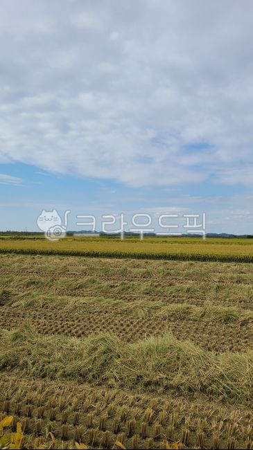 하늘, 자연, 가을, 추수, 벼, 사진,이미지,일러스트,캘리그라피 - 솜그라피작가