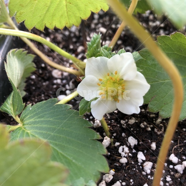 딸기,딸기꽃,blossom,꽃,분화,온실,greenhouse,plant,식물,화분