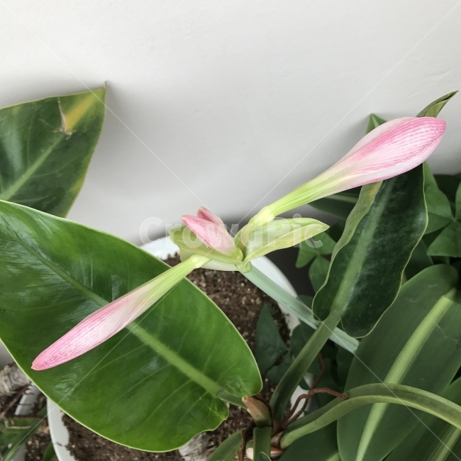 아마릴리스,동서남북꽃,진주화,Amaryllis,수선화과,여러해살이풀,온실재배,다육질,관상용,절화용,알뿌리,식물,꽃,Flower,식물,자연,plants,nature,꽃,flower