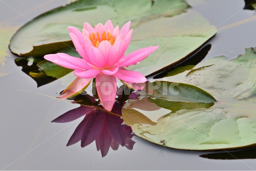 blossom,flower,꽃,plant,식물,연꽃,수련,백련,연잎,홍연