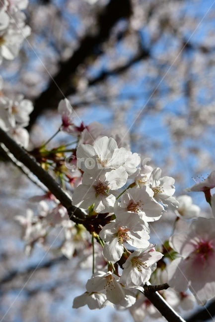 꽃,벚꽃,cherryblossom,flower,봄꽃,식물