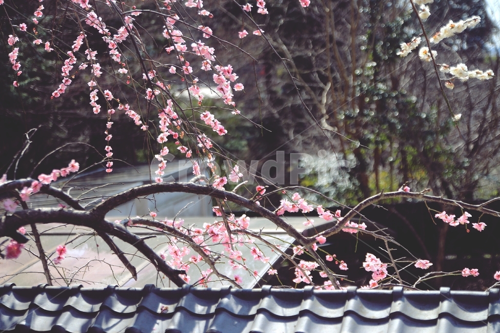 꽃,봄,매화,교토,계절,자연,봄,계절,spring,season,식물,자연,plants,nature,꽃,flower,감성,sensible,feeling,plant,cherry blossom,벚꽃,blossom