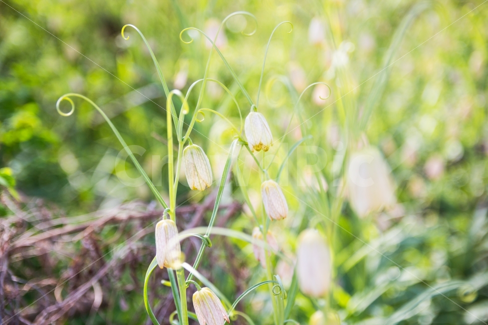 꽃,봄,길거리,풍경,길거리풍경,봄,계절,spring,season,휴식,힐링,rest,relaxation,healing,식물,자연,plants,nature,꽃,flower,감성,sensible,feeling,plant,blossom