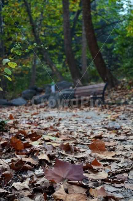 가을,빈자리,외로움,느낌,의자,낙엽,쓸쓸함,가을,계절,fall,autumn,season,leaf,잎,plant,식물,ground,바닥,tree,나무