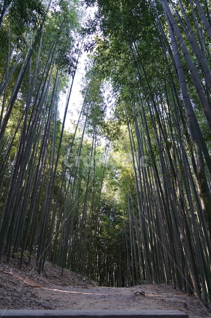 죽녹원,대나무숲,산책길,화창한날씨,피톤치드,plant,식물,bamboo,대나무,나무,trees,wood