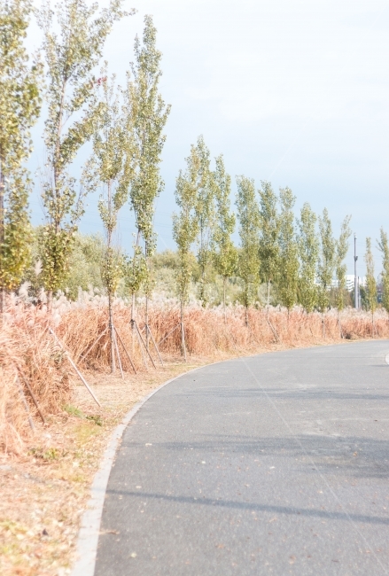 유선형,사색,색조,투톤,대칭,자연,풍경,nature,landscape,asphalt,아스팔트,road,도로,plant,식물,tree,나무