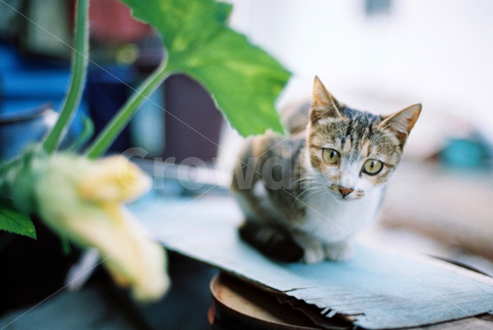 동물,고양이,냥이,cat,감성,감성사진,필름,필름사진,동물,animal,포유류,mammal,고양이,cat,kitten,kitty,감성,sensible,feeling