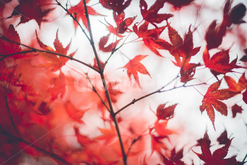 plant,leaf,식물,잎,tree,나무,maple,단풍,가을,계절,fall,autumn,season,식물,자연,plants,nature