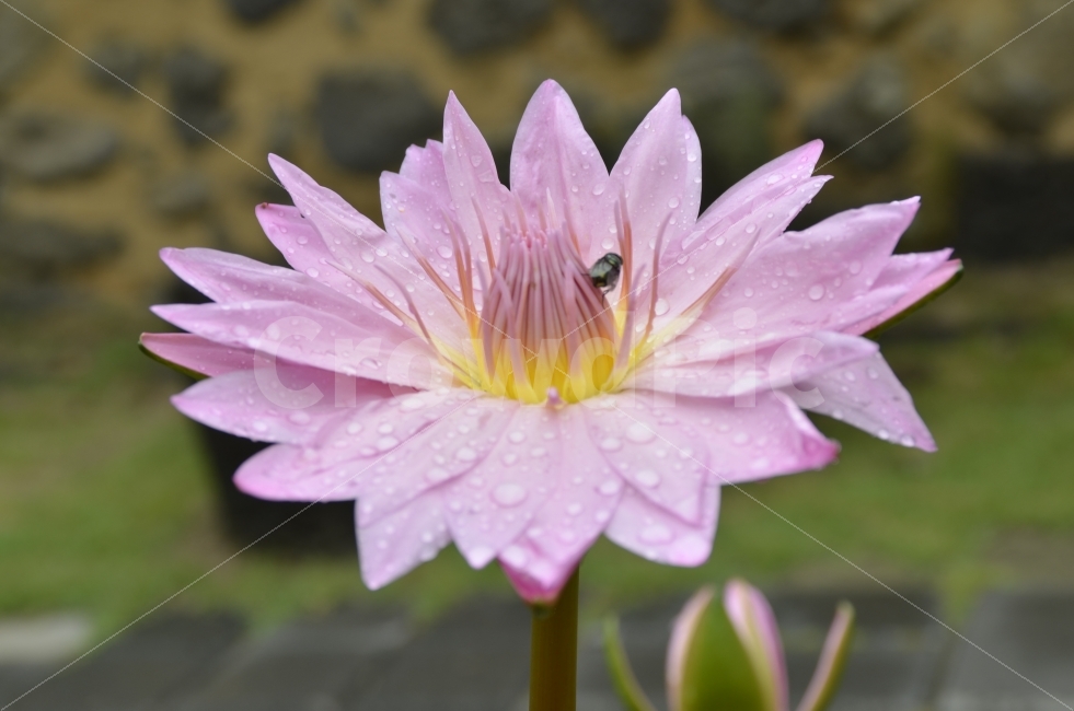 연꽃,파리,소나기,분홍색,희망,식물,자연,plants,nature,동물,animal,곤충,벌레,insect,bug,꽃,flower
