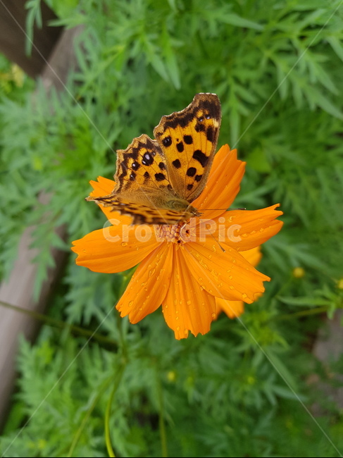 나비,네발나비,남방씨알붐나비,fourfootedbutterfly,butterfly,동물,animal,곤충,벌레,insect,bug