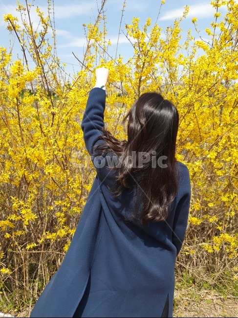 인물,여성,여자뒷모습,봄꽃,개나리,뒷모습,자연,혼자,꽃,설레임,봄,긴머리,헤어,spring,forsythia,portrait,female,women,healing,yellow,flower