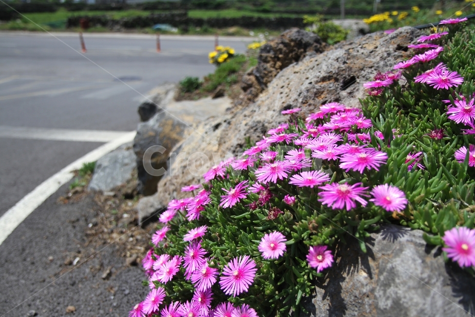 송엽국,꽃,식물,자연,감성사진,식물,자연,plants,nature,꽃,flower