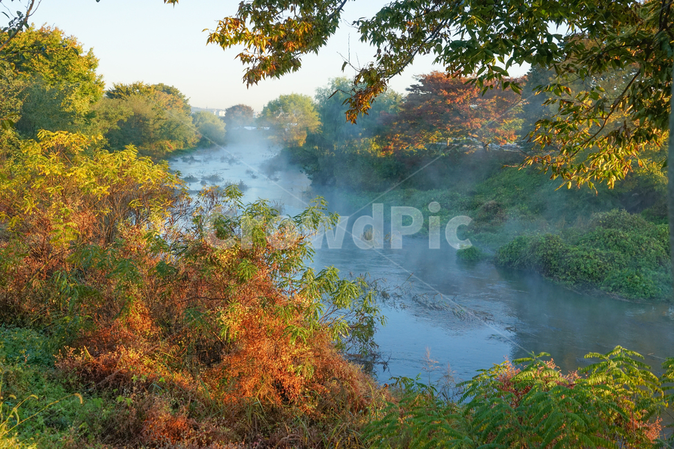 개울,개천,나무,안개,가을,시냇물,풍경,가을,계절,fall,autumn,season,tree,plant,식물,nature,자연,weather,날씨,outdoors,옥외