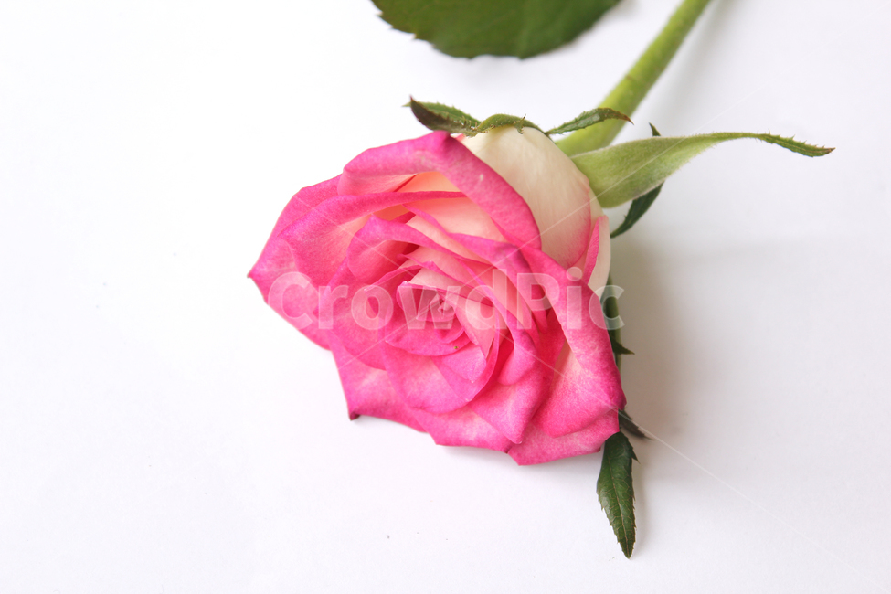 꽃,장미,장미꽃,핑크,생화,rose,flower,pink,신선한,식물,사랑,로맨스,love,romantic,roseflower,fresh,plant,식물,자연,plants,nature,꽃,flower,기념일,축하,anniversary,congratulation,celebrate,celebration