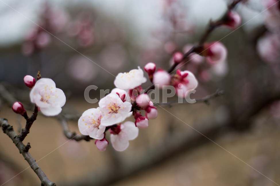 매화,벚꽃,꽃,식물,cherryblossom,분홍색,봄