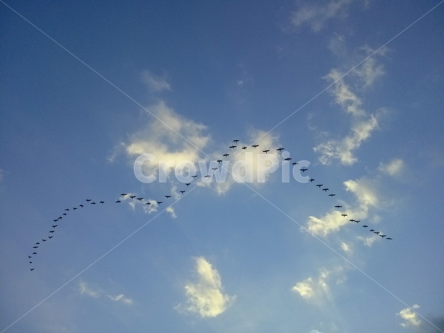 flock,대군,animal,동물,새,동물,animal,조류,새,birds