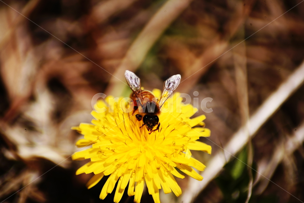 민들레,야생화,들꽃,허니,꿀벌,벌,honey,식물,자연,plants,nature,꽃,flower,동물,animal,곤충,벌레,insect,bug