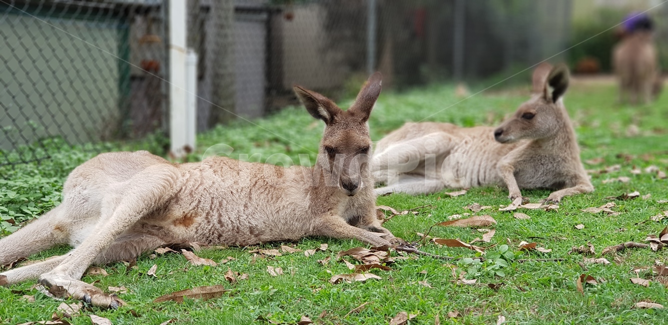 캥거루,animal,동물,포유류,kangaroo,호주동물,호주,동물,animal,포유류,mammal