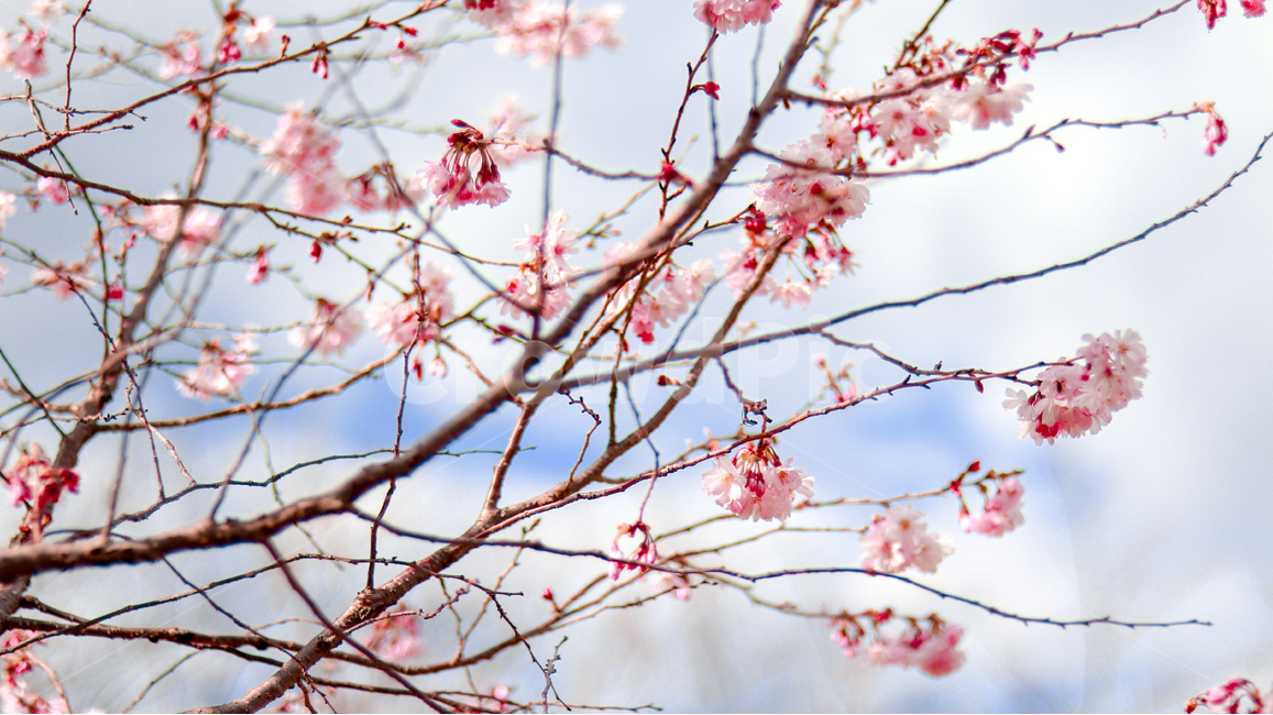 벚꽃,꽃,봄,벚나무,꽃놀이,나무,핑크,하늘,cherryblossoms,blossoms,flowers,japan,tree,nature,spring,season,plants,계절,식물,휴일