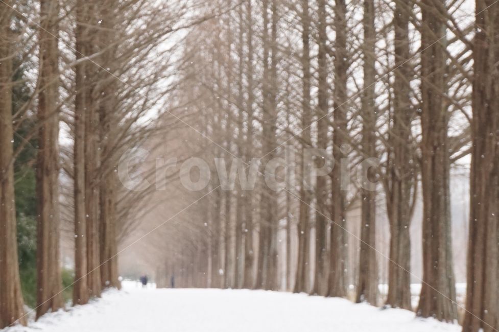 감성사진,감성,눈,메타세콰이어길,겨울,나무,자연,풍경,nature,landscape,겨울,계절,winter,season,감성,sensible,feeling,outdoors,옥외