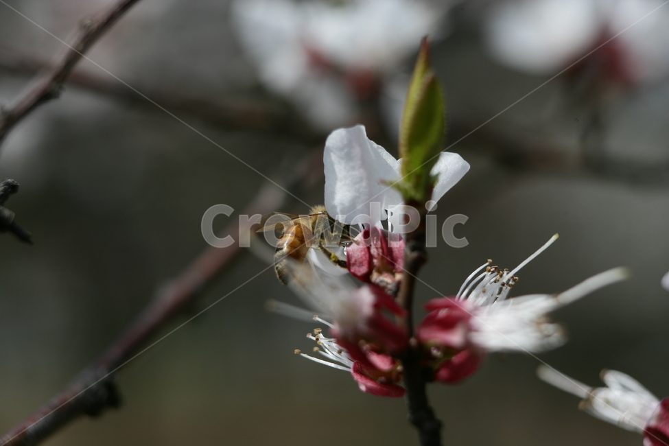 꽃,봄꽃,매화,식물,나무,식물,자연,plants,nature,꽃,flower