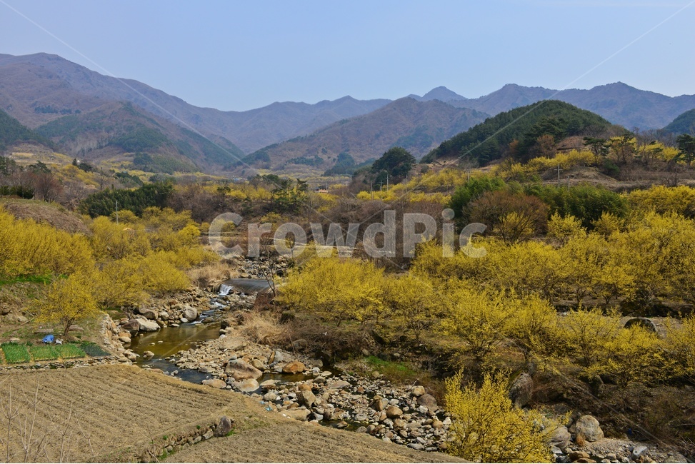 전남,구례,산동,산수유마을,산동산수유마을,산수유,산수유꽃,봄꽃,봄,계절,노랑꽃,nature,자연,outdoors,옥외,자연,풍경,nature,landscape