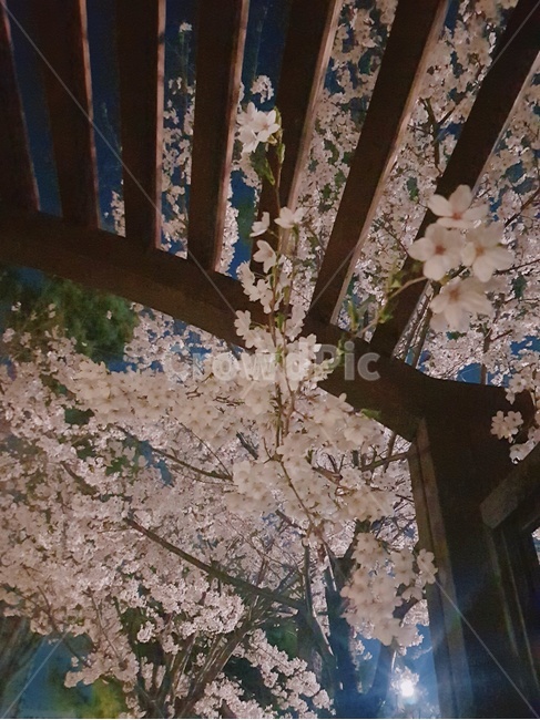 꽃,벚꽃,벚나무,나무,봄,자연