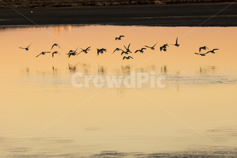 animal,동물,bird,새,노을,자연,동물,animal,조류,새,birds