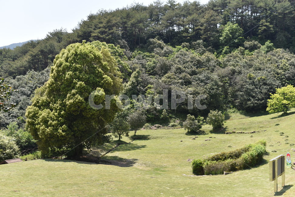 옥룡사지,사찰터,폐사지,옥룡사,유적,문화유적지,plant,tree,나무
