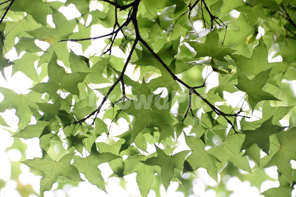 나뭇잎,식물,자연,역광,숲,식물,자연,plants,nature