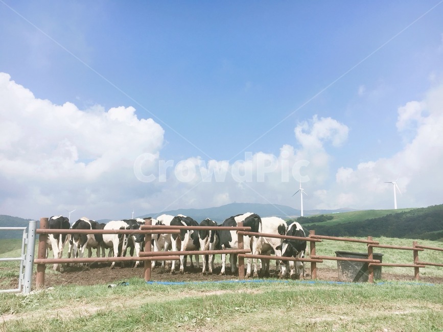 목장,젖소,하늘,맑음,sky,cow,동물,animal,포유류,mammal,산업,industry,industrial,목축업,목장,livestock farming,ranching,pasture