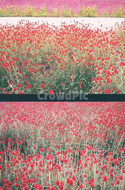 꽃,하프카메라,필름카메라,꽃길,꽃사진,식물,자연,plants,nature,꽃,flower