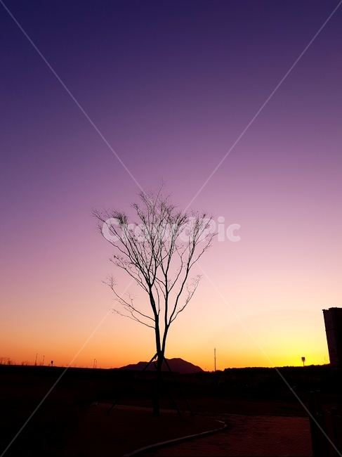 일몰,나무,구름,해,겨울,풍경,자연,풍경,nature,landscape,식물,plants,나무,trees,wood,실루엣,그림자,silhouette,shadow,outdoors,옥외,dawn,새벽,sunset,red sky,붉은 하늘,sky,하늘,dusk,황혼