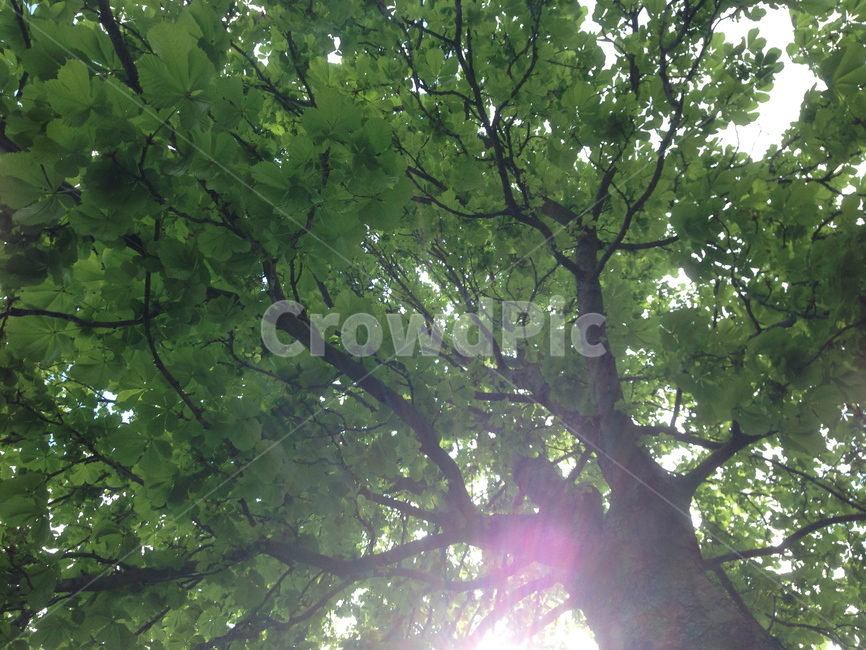 나무,식물,tree,plant,light,빛,treetrunk,나무줄기,햇빛,초록색,green,sunshine