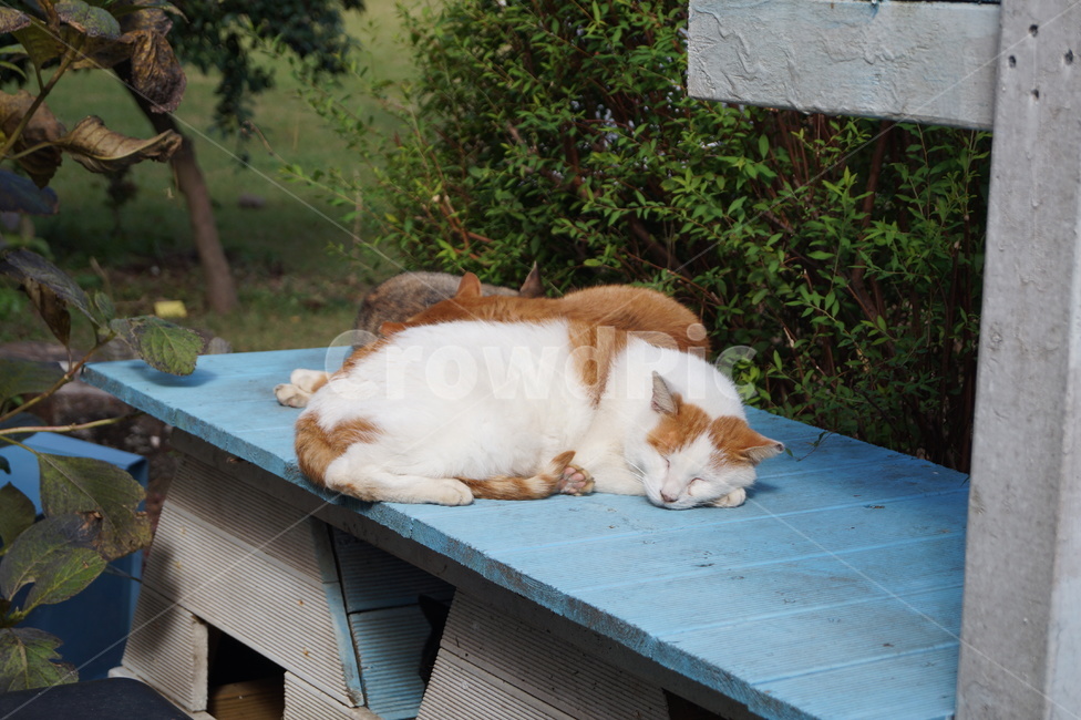 고양이,길고양이,지붕,cat,동물,animal,평화,낮잠,잠
