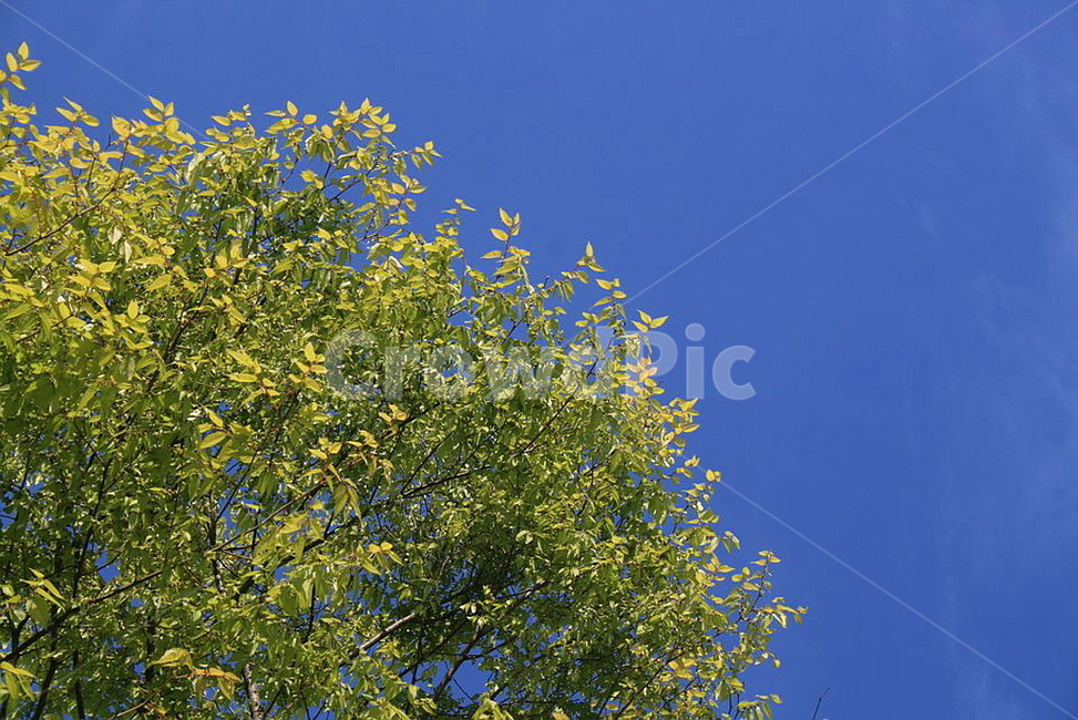하늘,나무,여름,sky,tree,싱그러운,풍경,감성,자연,계절