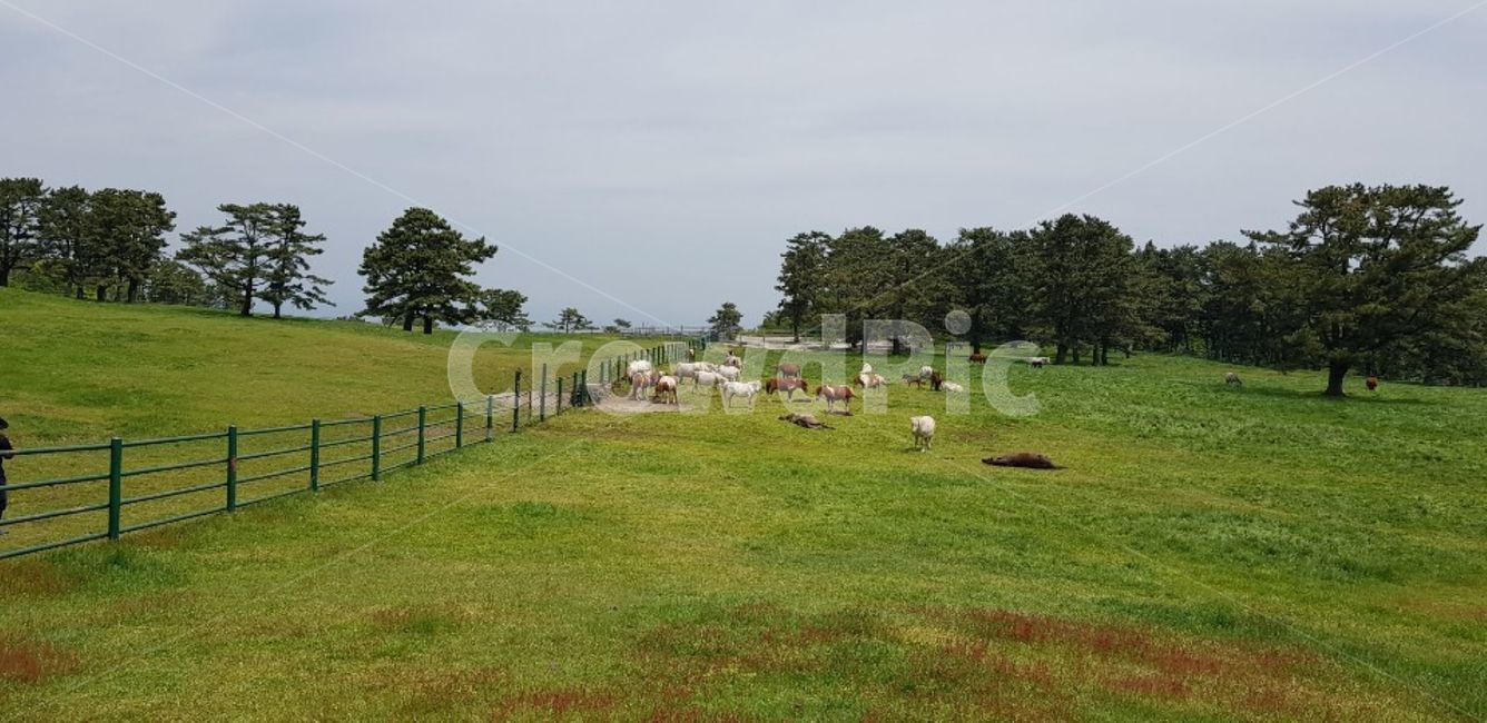 field,들,nature,자연,outdoors,옥외,grassland,목초지,말,animal,동물,cattle,가축,제주도,방목