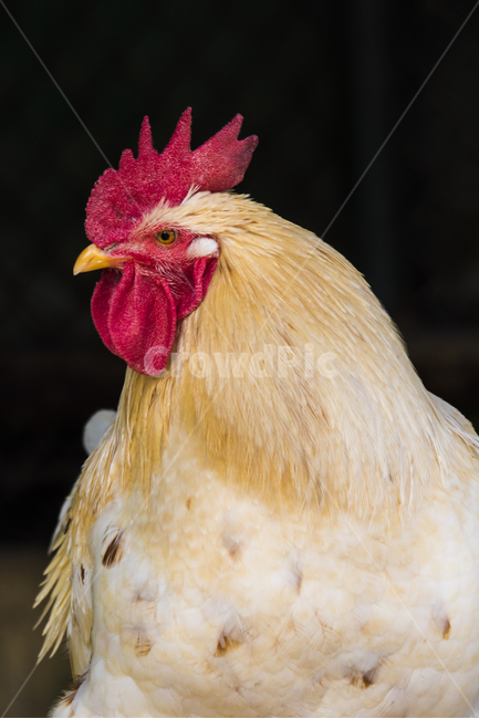 동물,닭,토종닭,수탉,새,조류,부리,가축,닭띠,동물,animal,조류,새,birds
