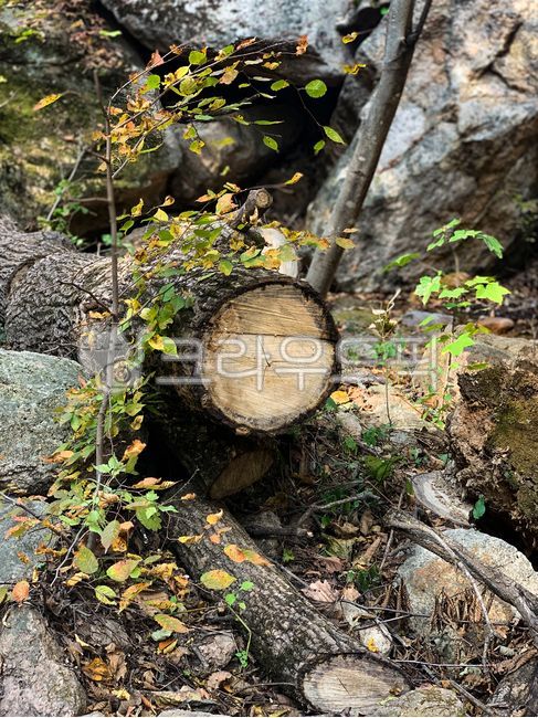 Trees,leaves,stones,split trees,pieces of wood