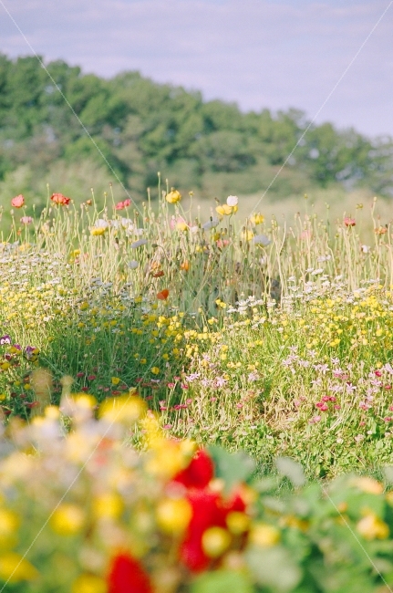꽃,식물,자연,봄,꽃밭,자연,풍경,nature,landscape,식물,plants,꽃,flower,감성,sensible,feeling,색깔,색상,색채,색감,color sense,color sensitivity,feeling of color,grassland,목초지,outdoors,옥외,field,들