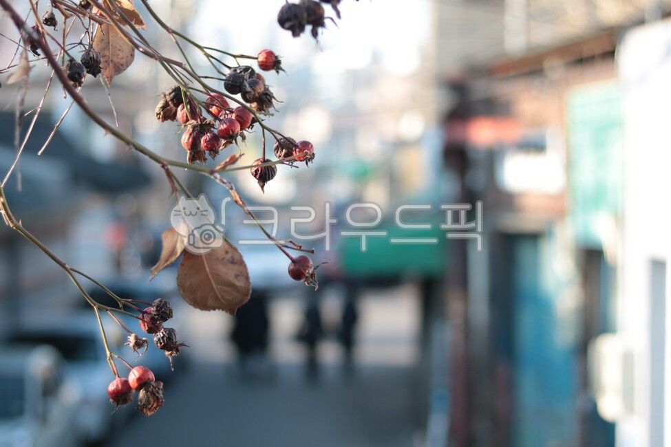 Fruit,town,plant,alley,leaf,branch,Neighborhood alley