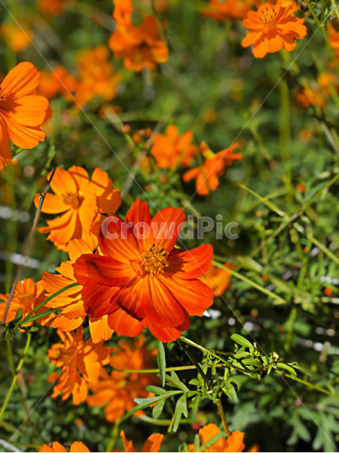 꽃,코스모스,가을,autumn,spring,봄,가을,계절,fall,autumn,season,식물,자연,plants,nature,꽃,flower,plant,geranium,제라늄,blossom