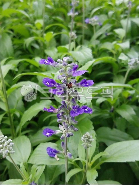 flower,leaf,petal,blue sage,blue sage flower,salvia flower,green salvia flower,salvia flower,green sage flower,mealysage,bluesagem,salviafarinacea,background