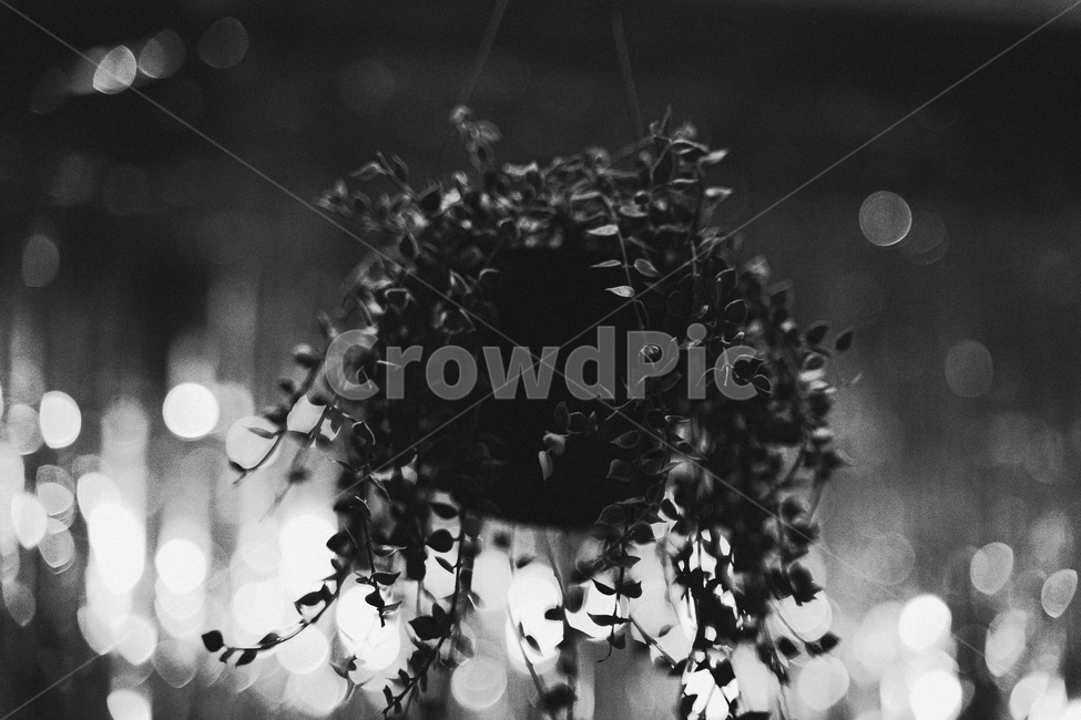 plant,식물,나무,tree,흑백