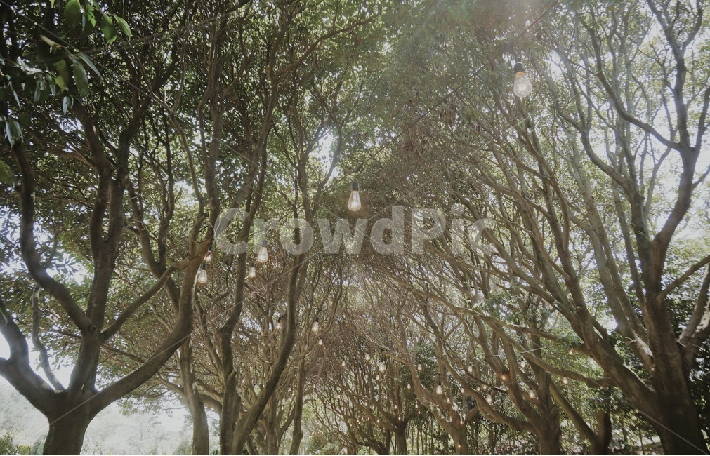 숲,자연,나무,공원,전구,조명,따뜻한,몽환적,감성사진,색감,자연,풍경,nature,landscape,tree,plant,식물