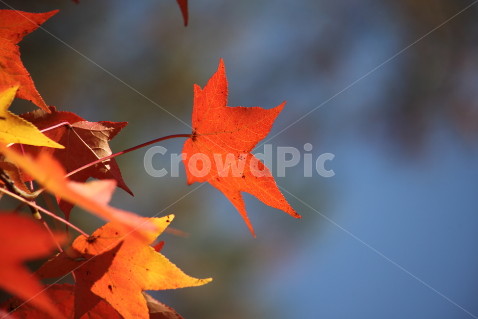 단풍,미국풍나무,가을,liquidambarstyraciflua,sweetgum,가을,계절,fall,autumn,season,plant,식물,leaf,잎,tree,나무,maple